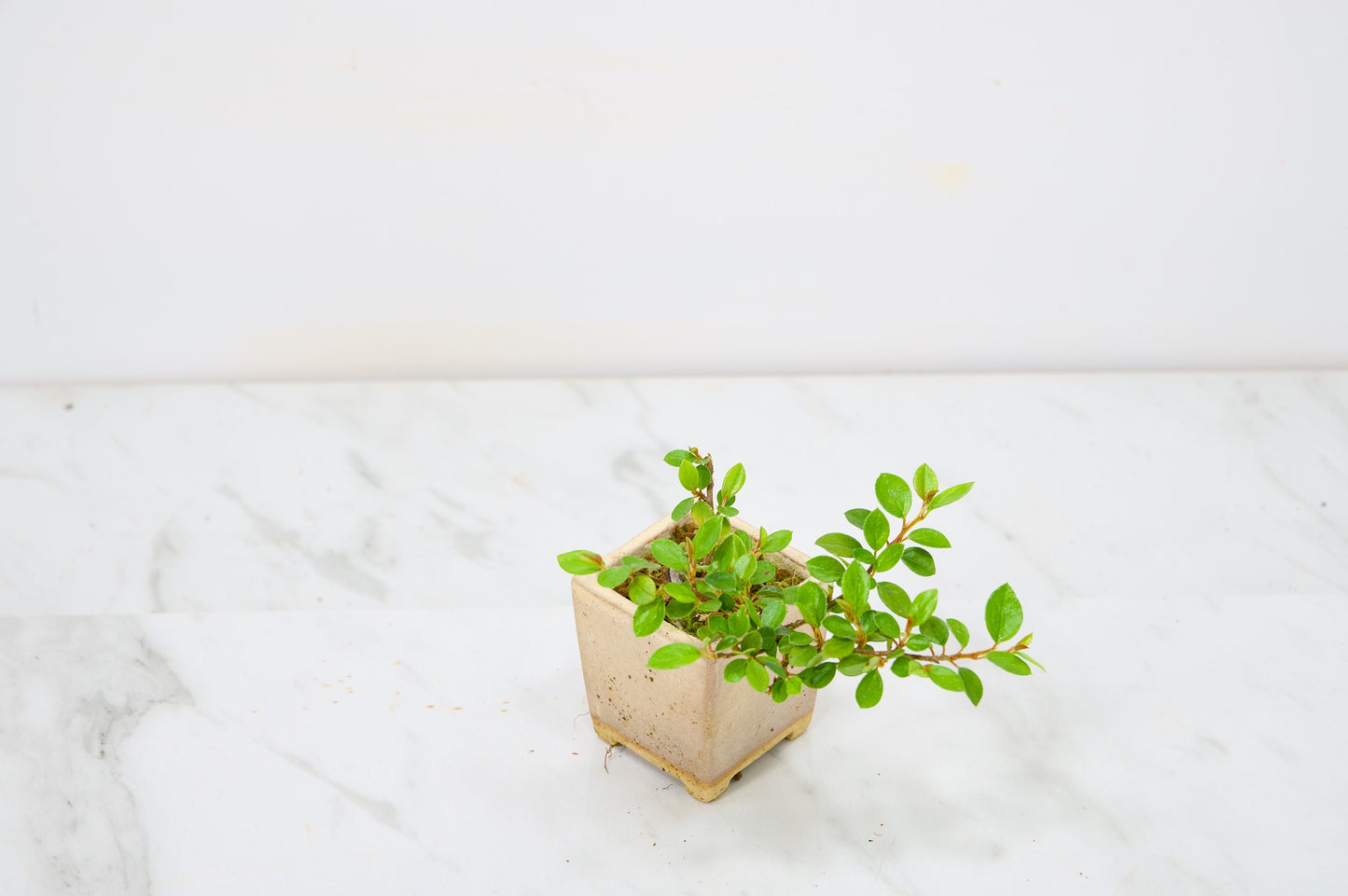 Cotoneaster Bonsai Tree