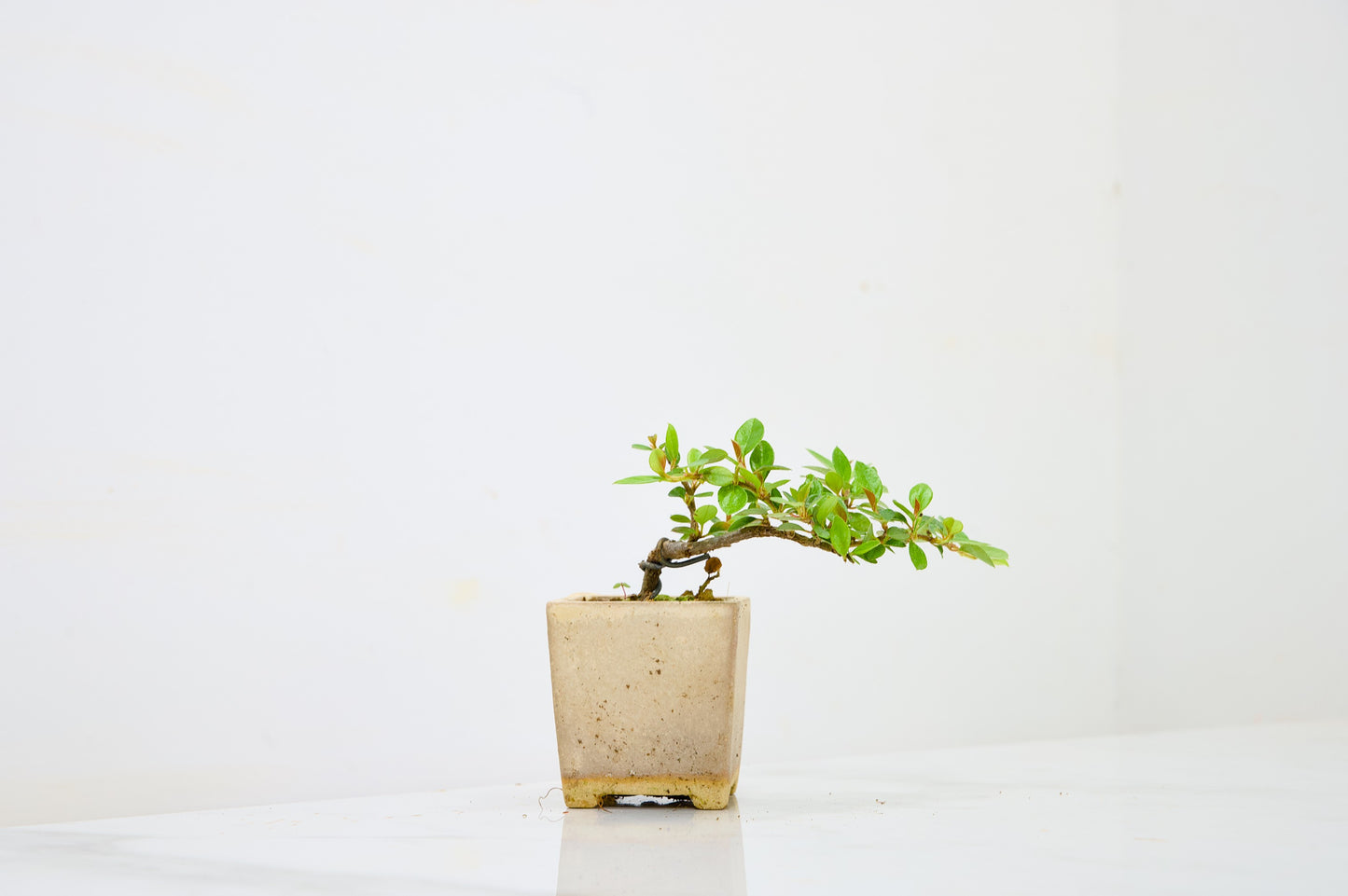Cotoneaster Bonsai Tree