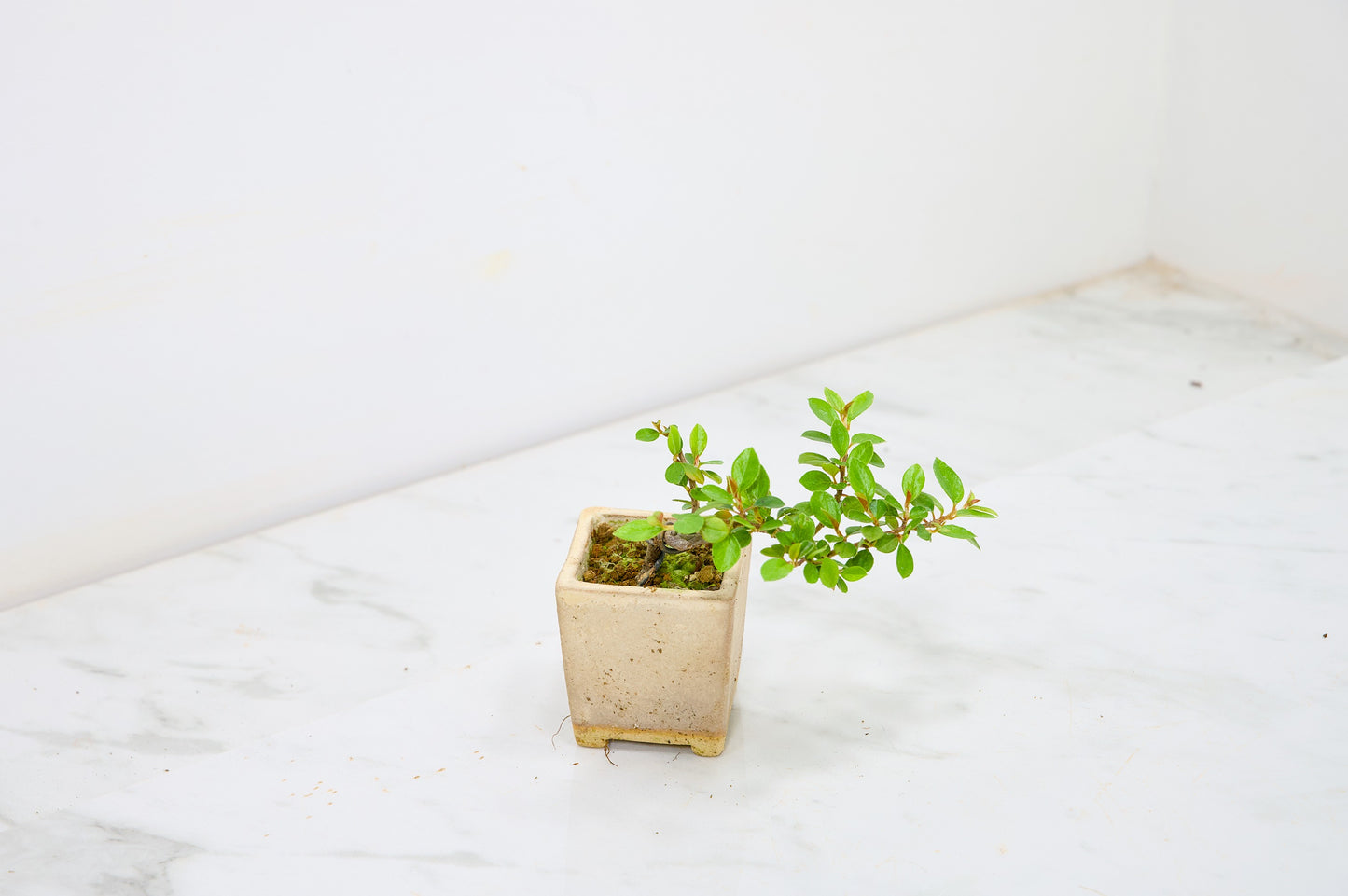 Cotoneaster Bonsai Tree