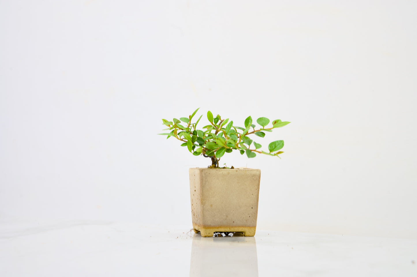 Cotoneaster Bonsai Tree