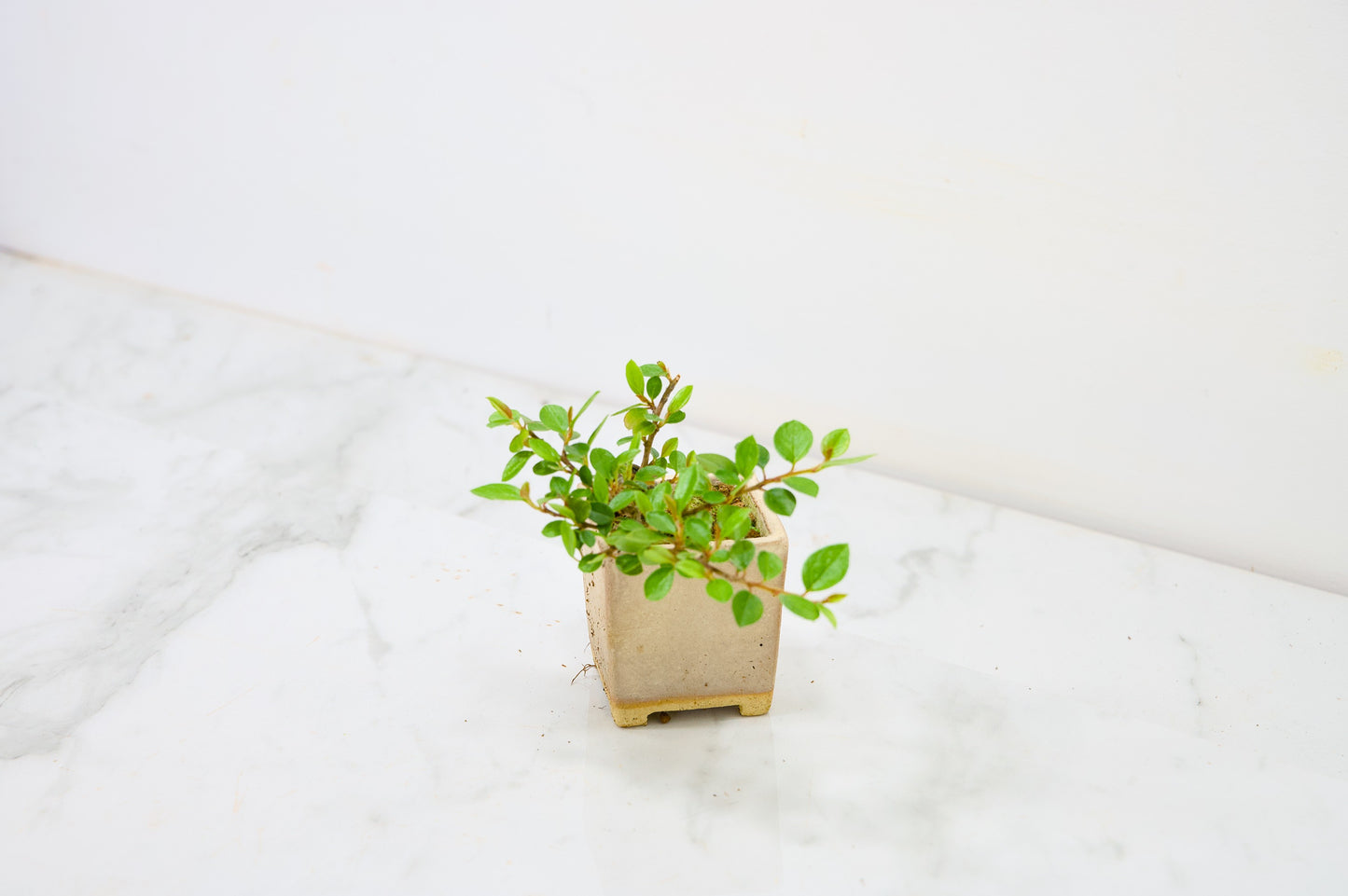 Cotoneaster Bonsai Tree
