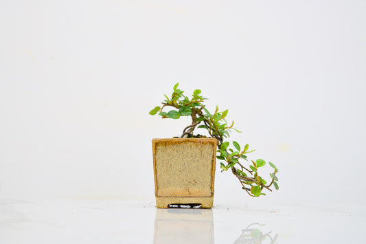 Cotoneaster Bonsai Tree