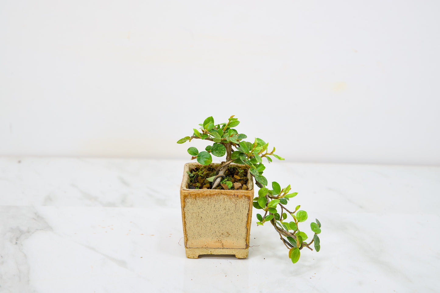 Cotoneaster Bonsai Tree