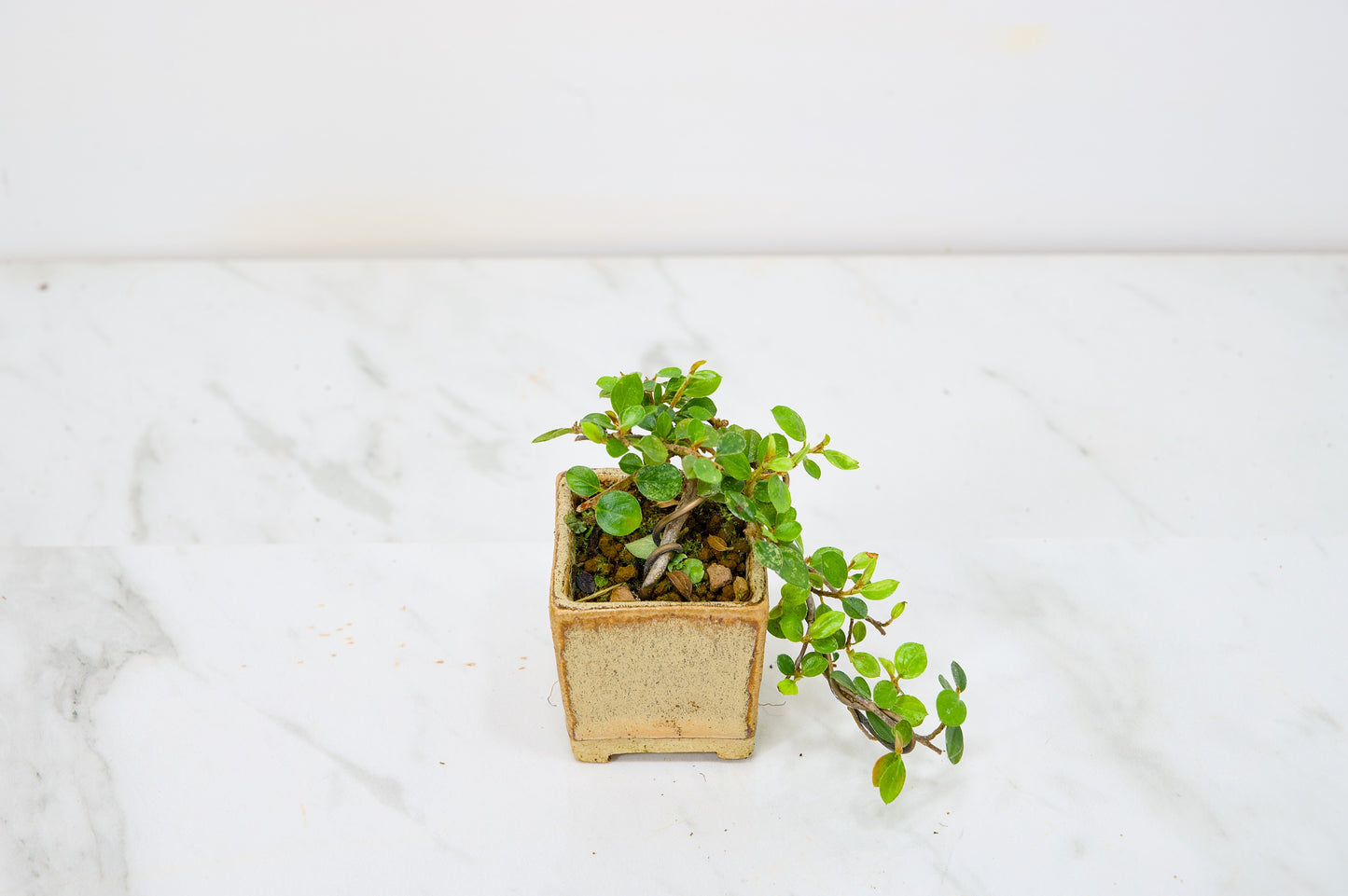 Cotoneaster Bonsai Tree
