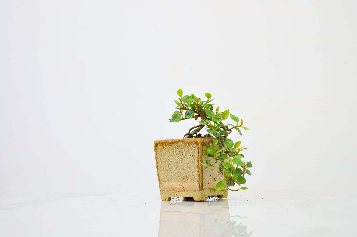 Cotoneaster Bonsai Tree