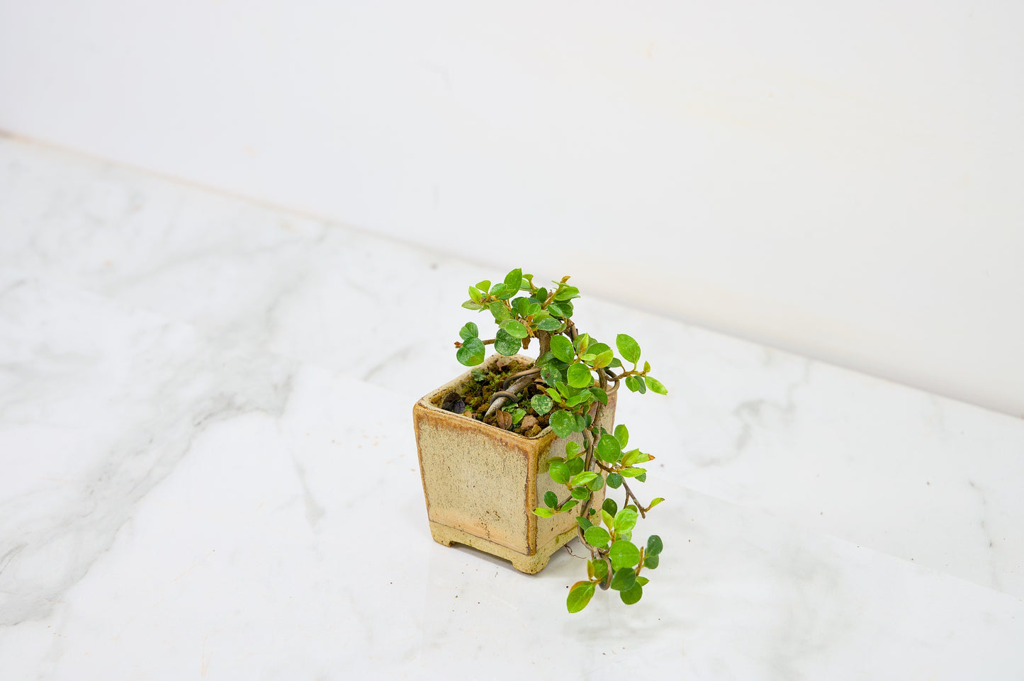 Cotoneaster Bonsai Tree