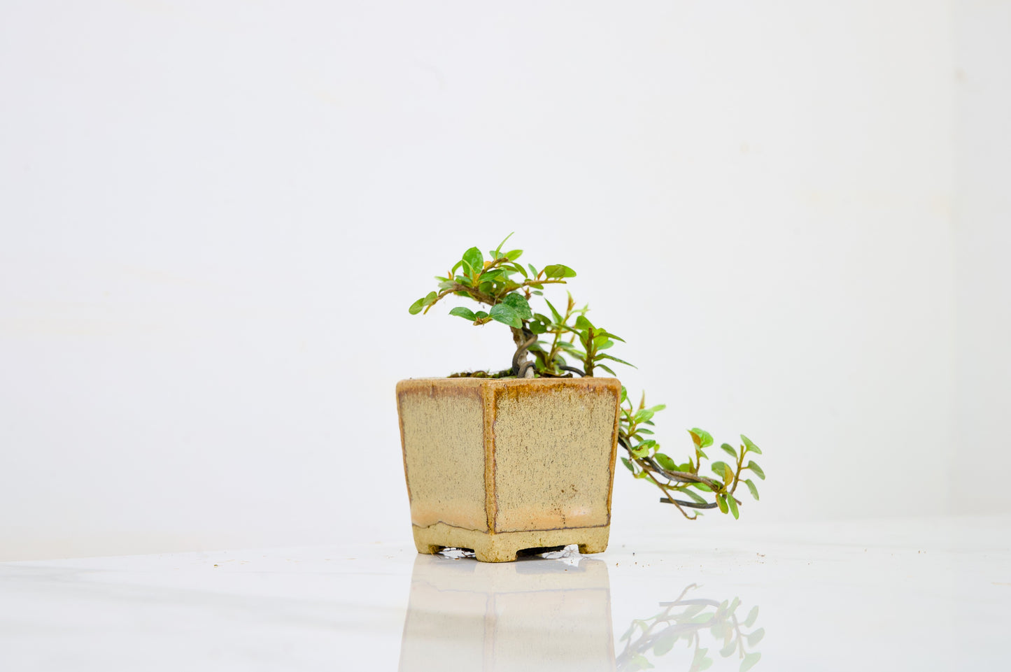 Cotoneaster Bonsai Tree