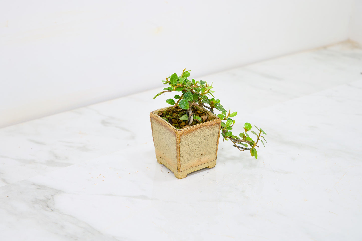 Cotoneaster Bonsai Tree