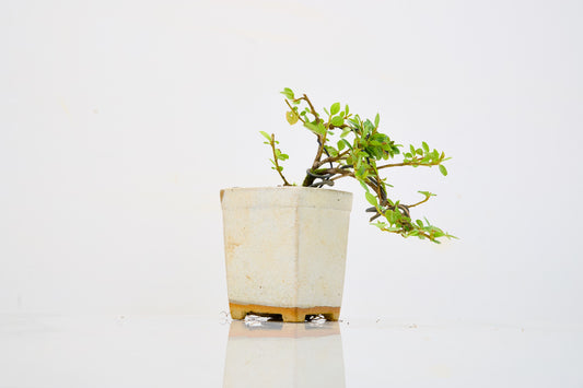 Cotoneaster Bonsai Tree