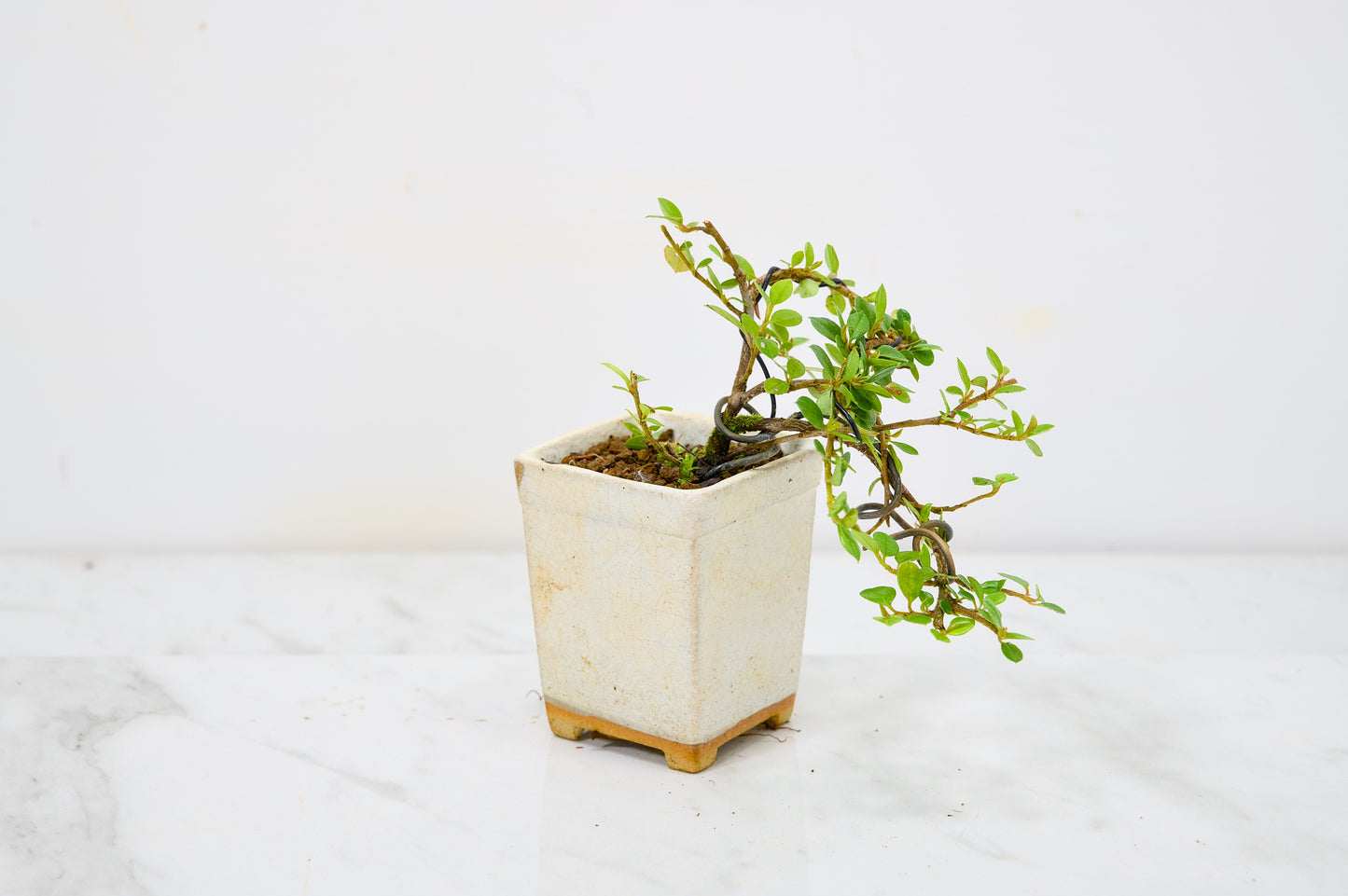 Cotoneaster Bonsai Tree