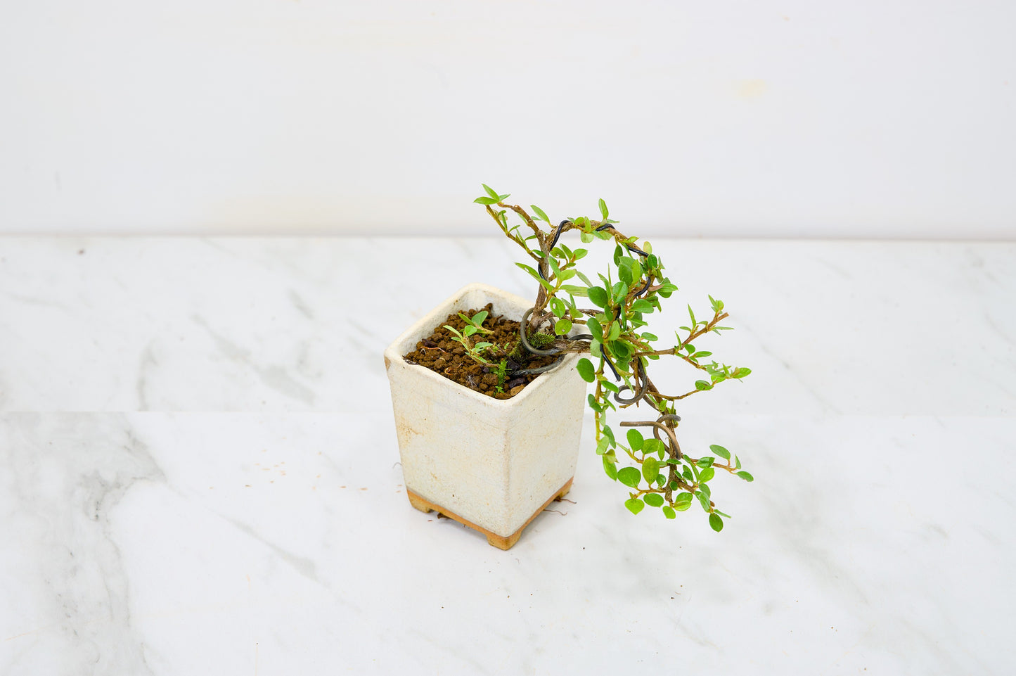 Cotoneaster Bonsai Tree