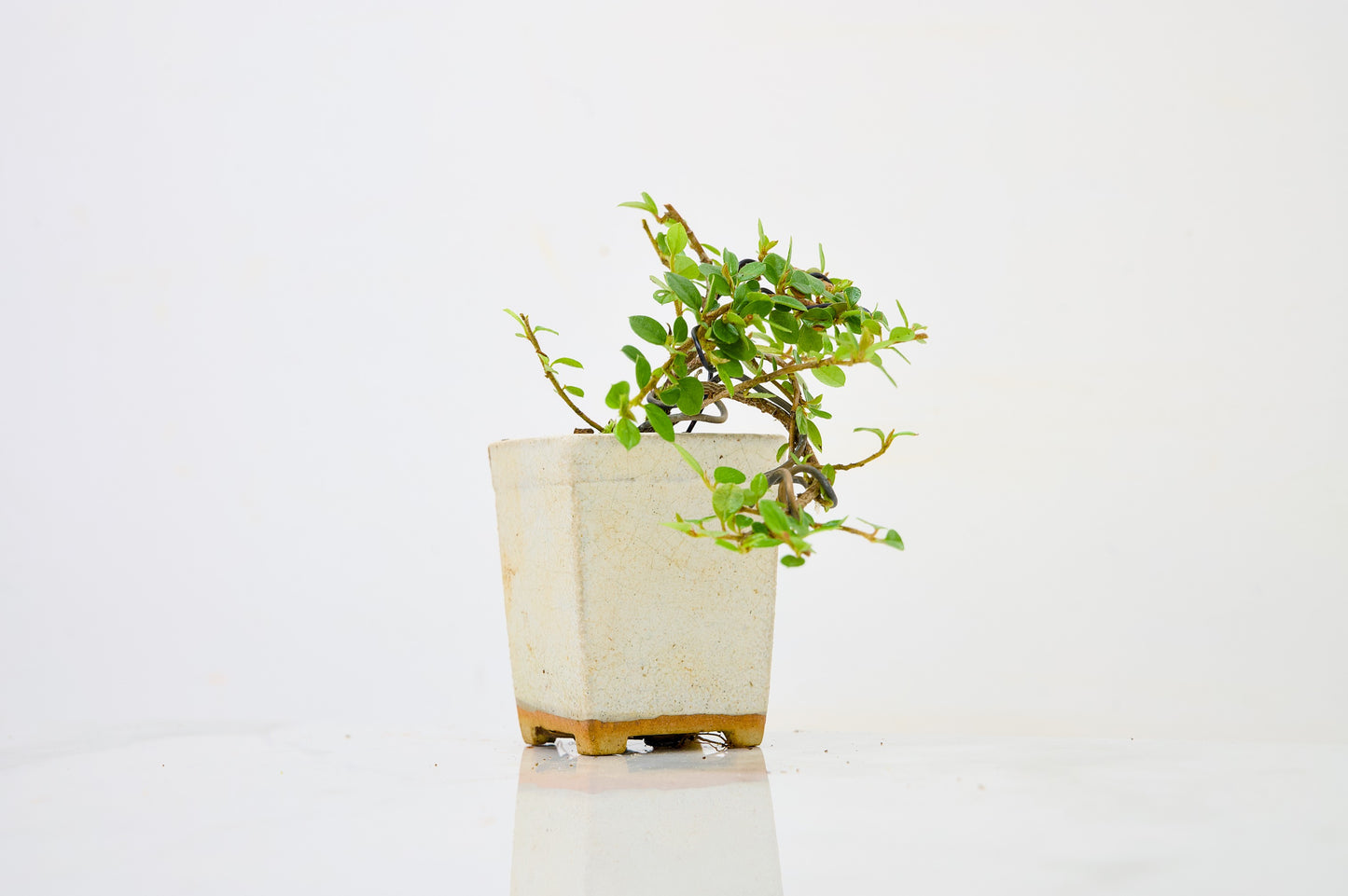 Cotoneaster Bonsai Tree