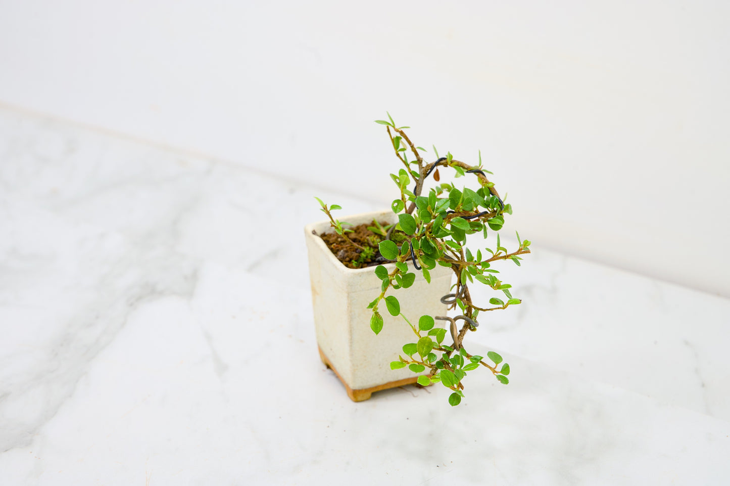 Cotoneaster Bonsai Tree
