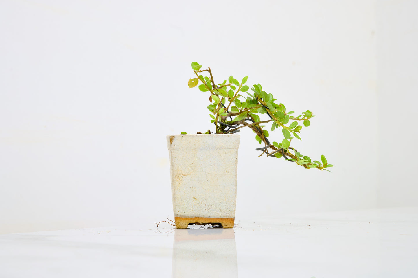 Cotoneaster Bonsai Tree