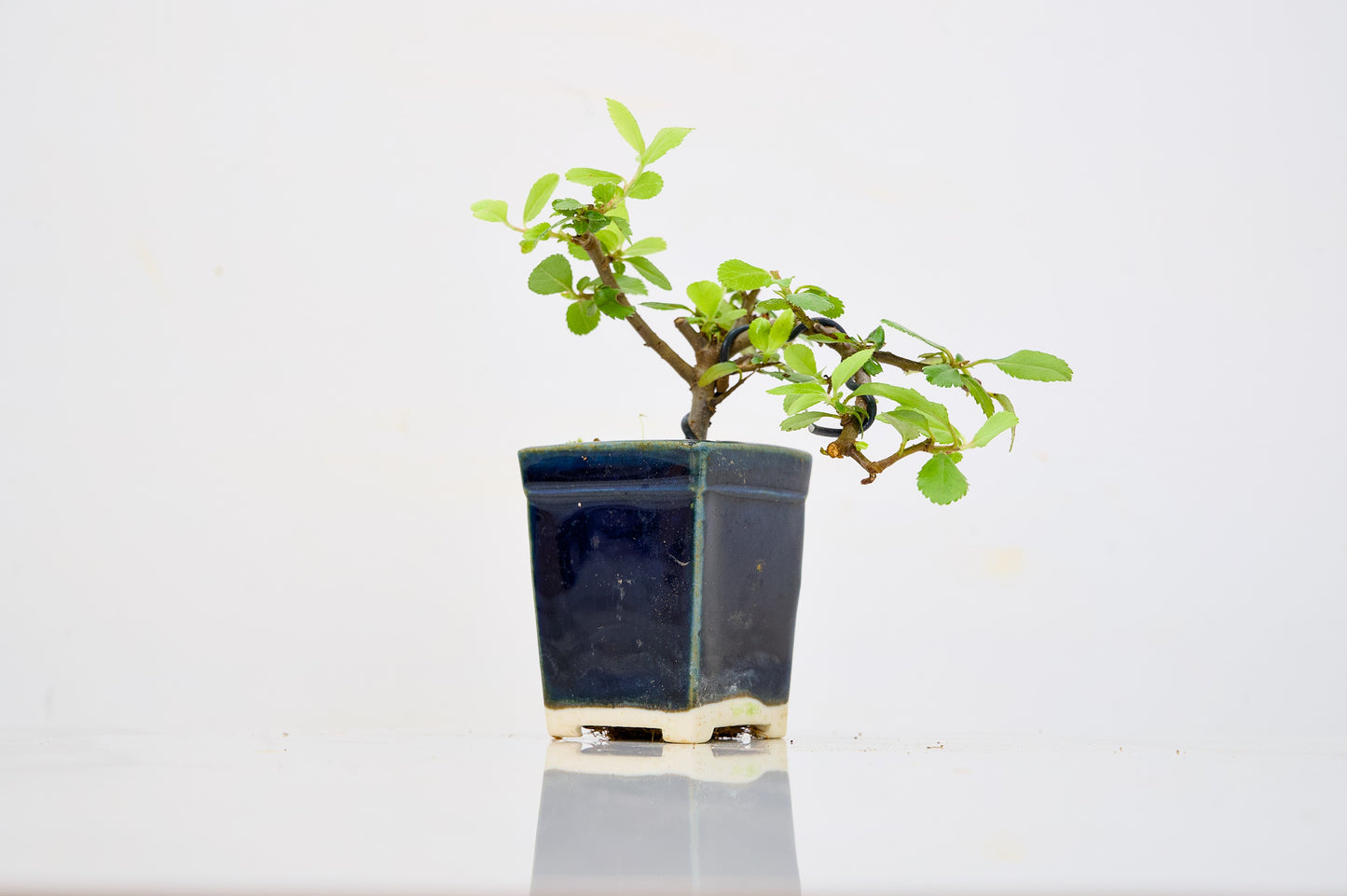 Pyracantha Bonsai Tree
