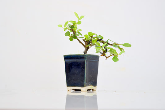 Pyracantha Bonsai Tree