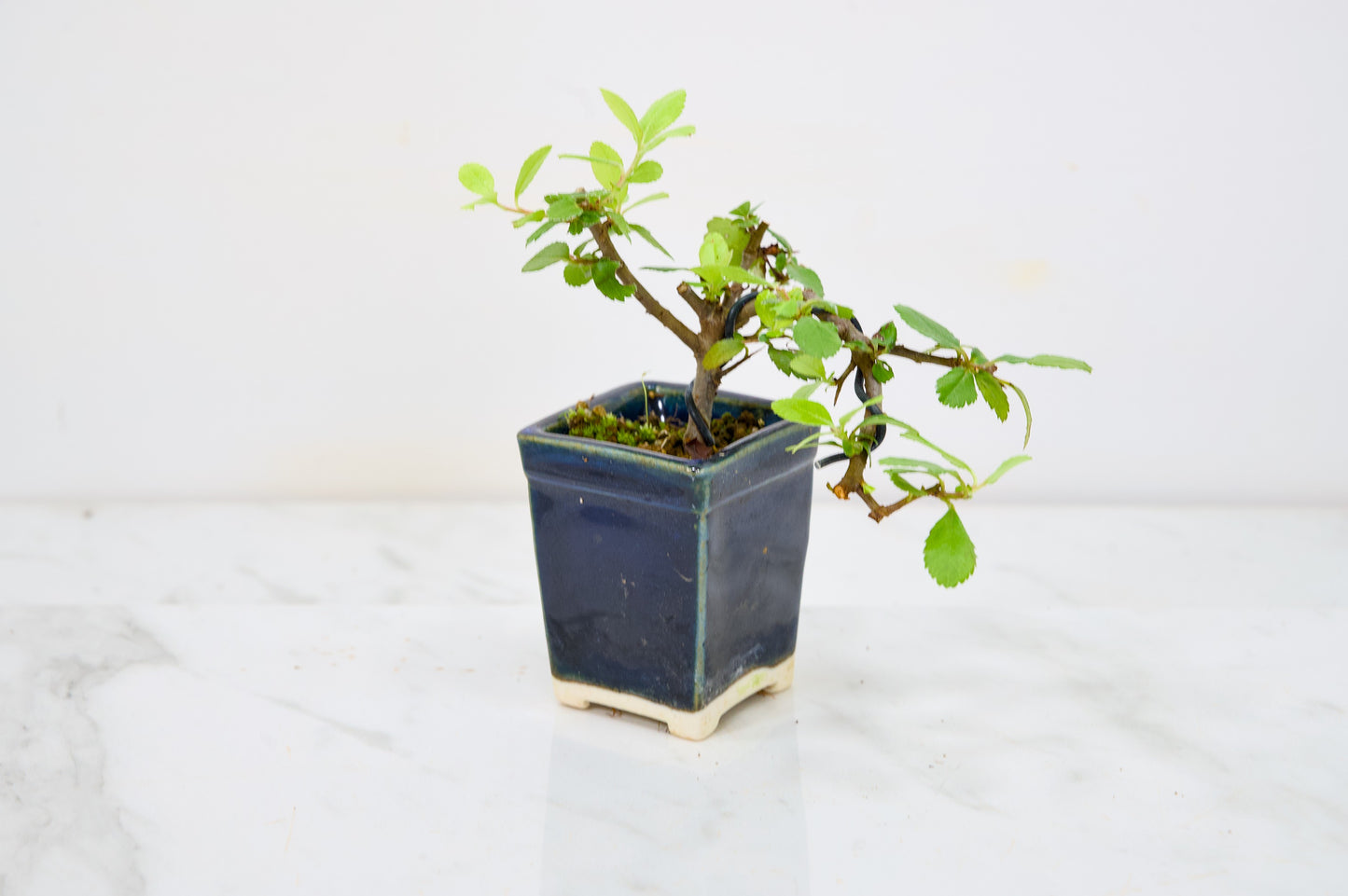Pyracantha Bonsai Tree