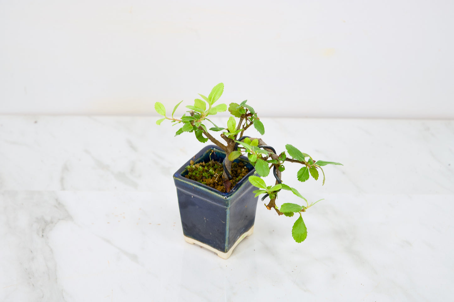 Pyracantha Bonsai Tree