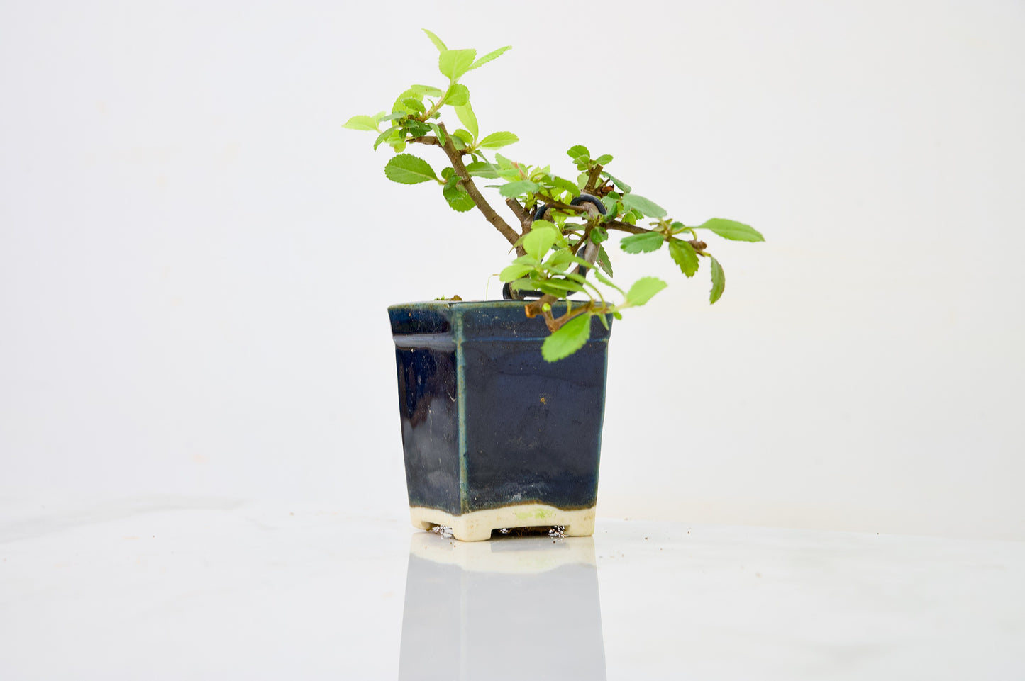 Pyracantha Bonsai Tree