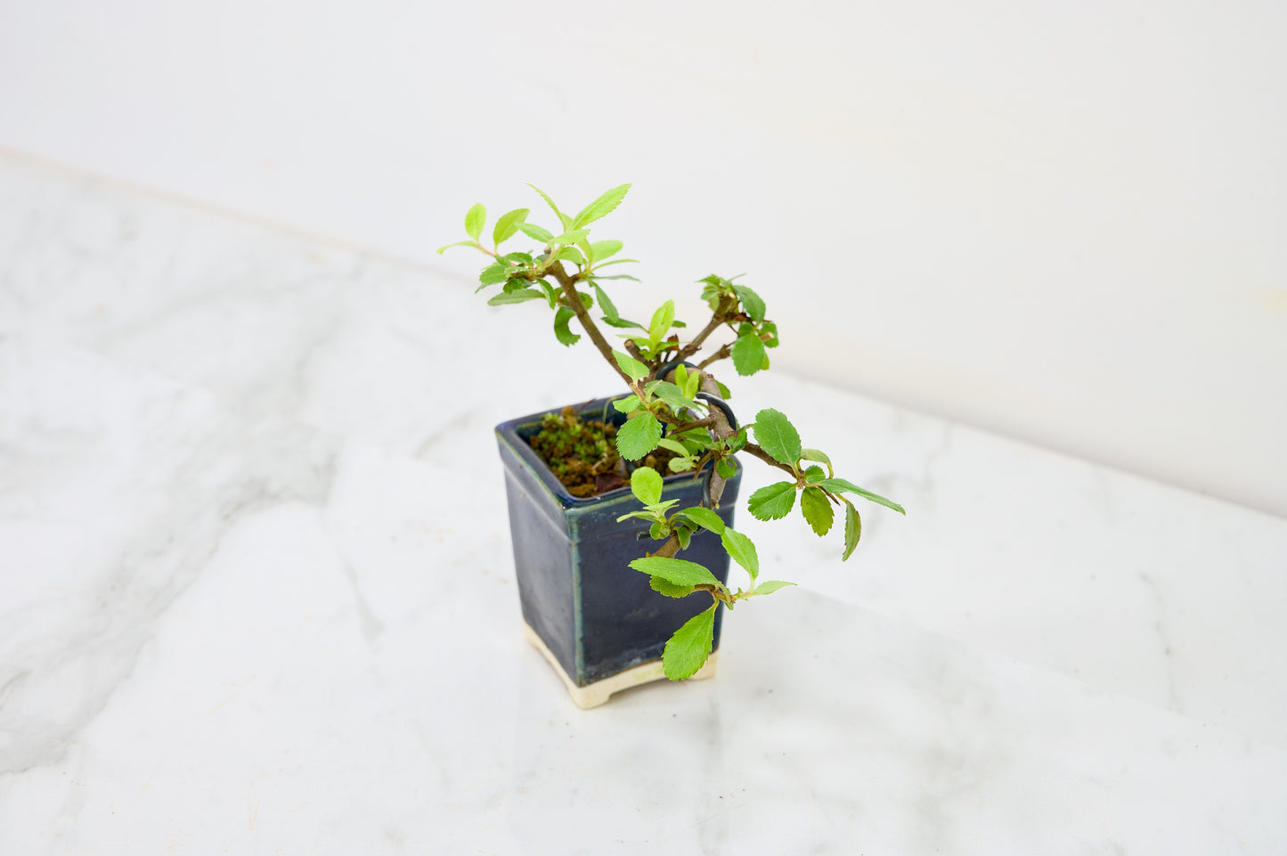 Pyracantha Bonsai Tree