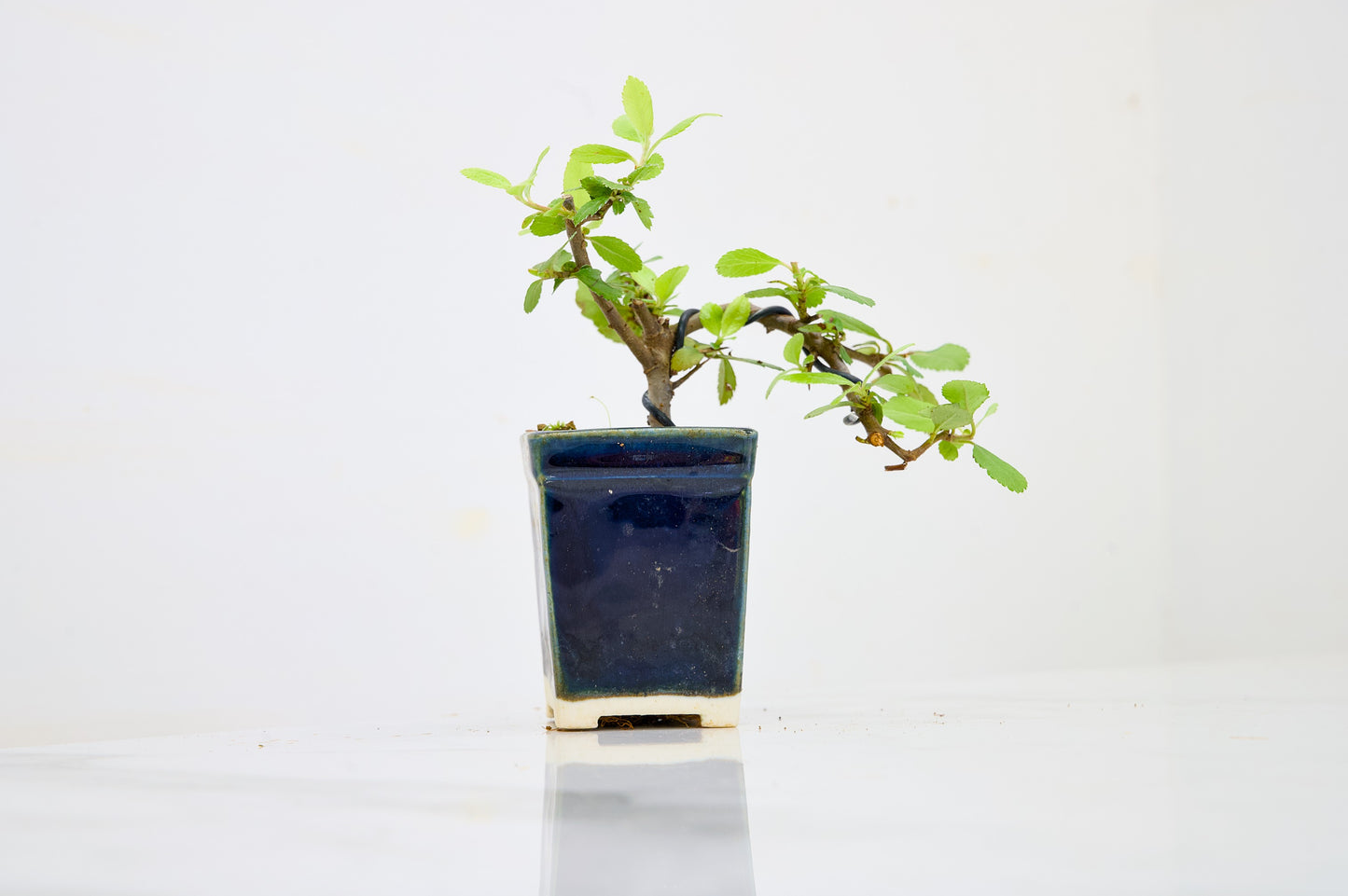 Pyracantha Bonsai Tree