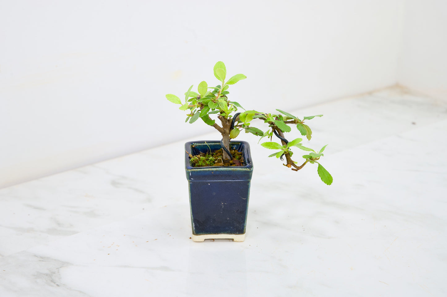 Pyracantha Bonsai Tree