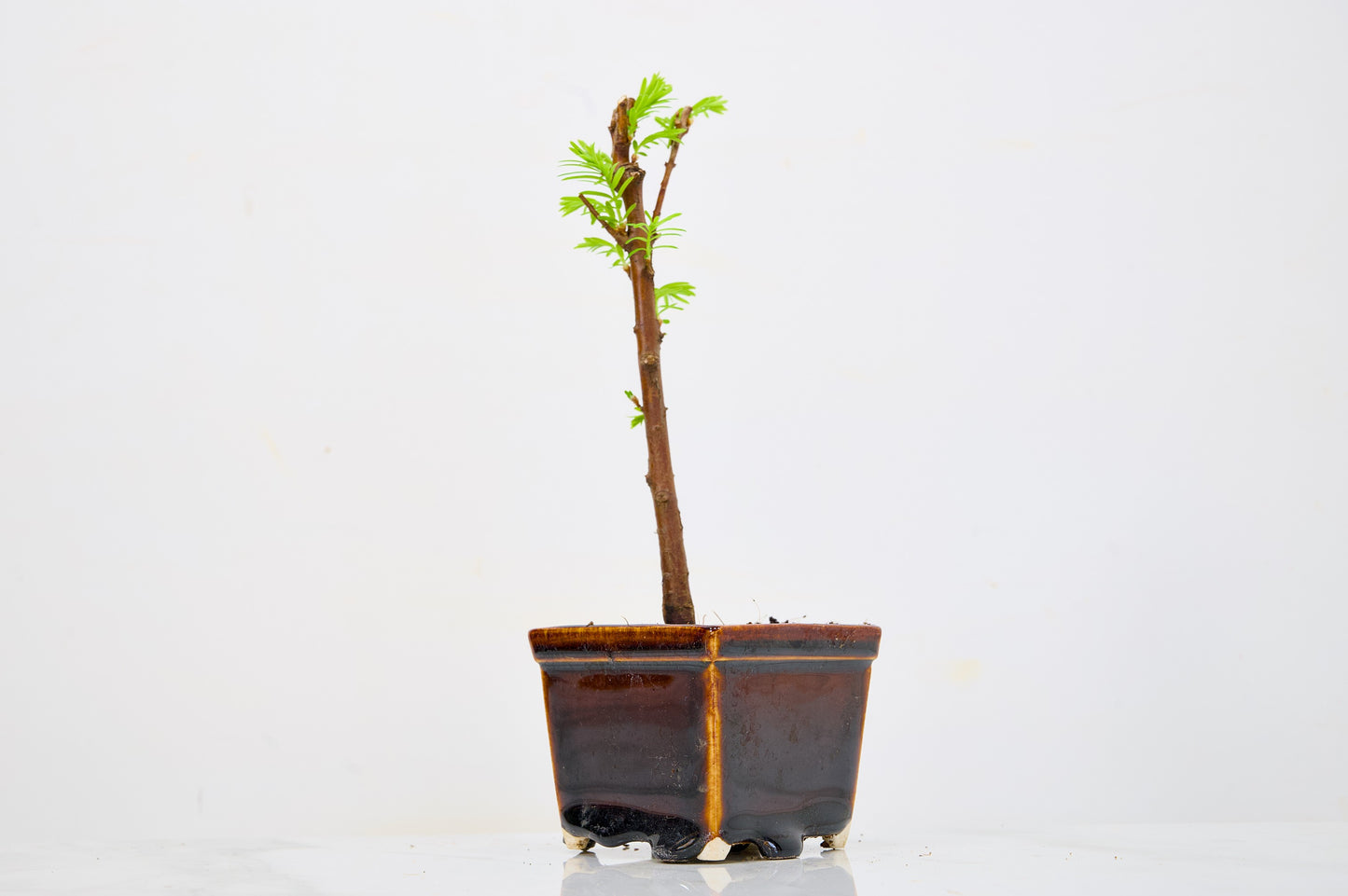 Dawn Redwood Bonsai Starter Tree
