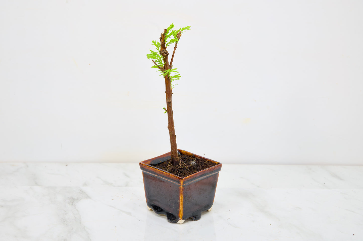 Dawn Redwood Bonsai Starter Tree