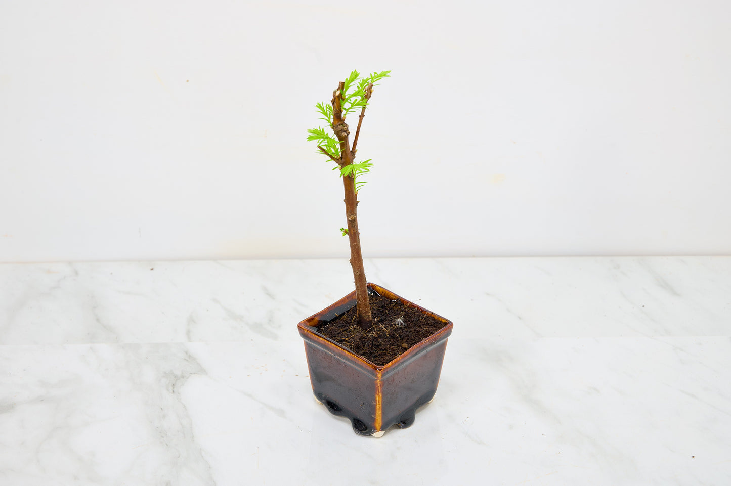 Dawn Redwood Bonsai Starter Tree