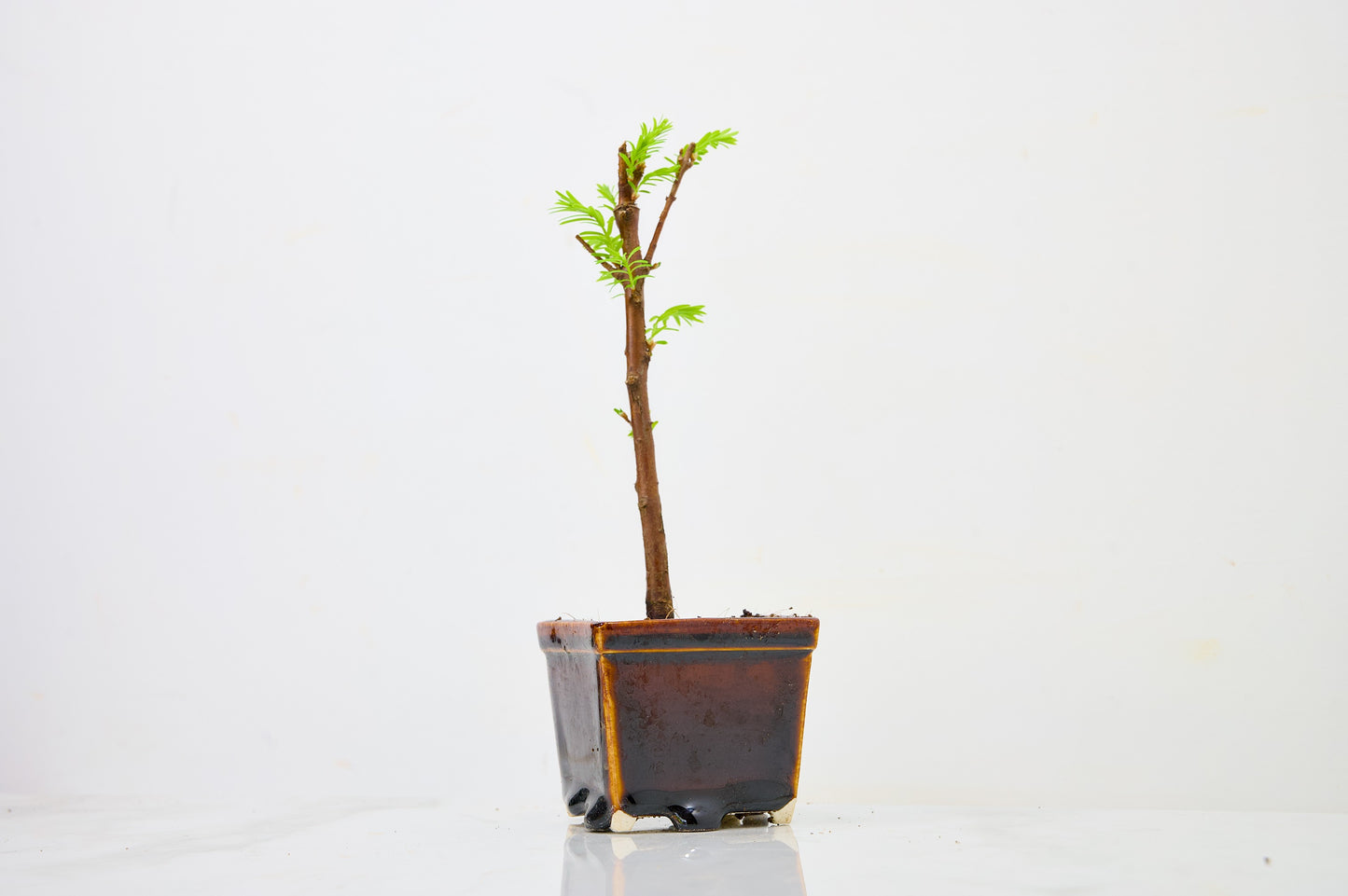 Dawn Redwood Bonsai Starter Tree
