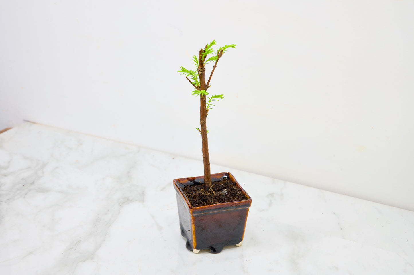 Dawn Redwood Bonsai Starter Tree