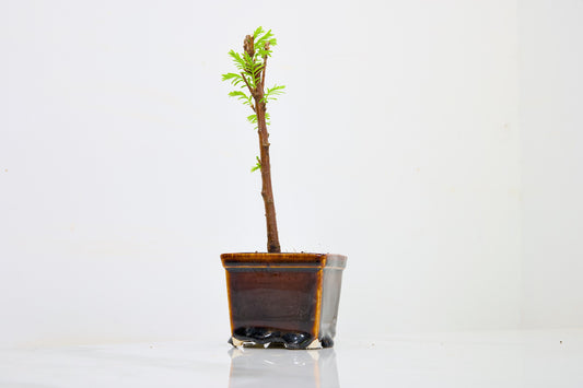 Dawn Redwood Bonsai Starter Tree