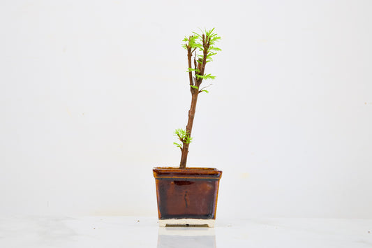 Dawn Redwood Bonsai Starter Tree