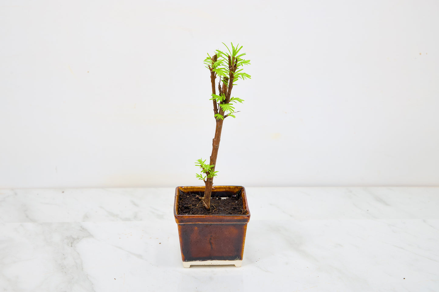 Dawn Redwood Bonsai Starter Tree