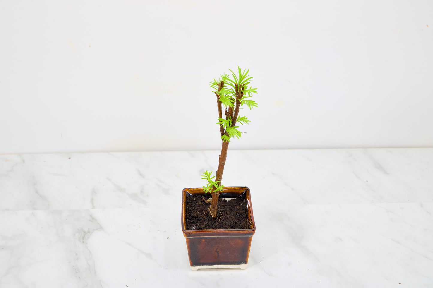 Dawn Redwood Bonsai Starter Tree