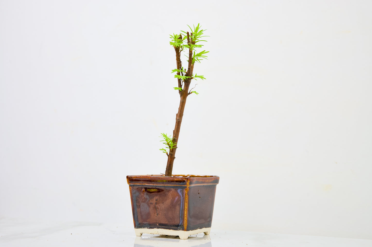 Dawn Redwood Bonsai Starter Tree