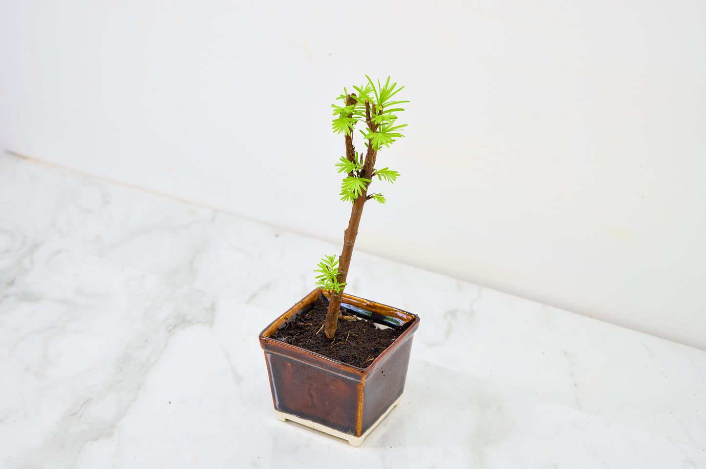 Dawn Redwood Bonsai Starter Tree