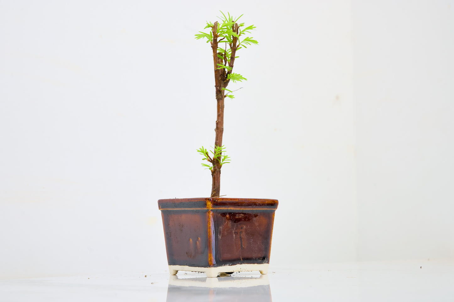 Dawn Redwood Bonsai Starter Tree