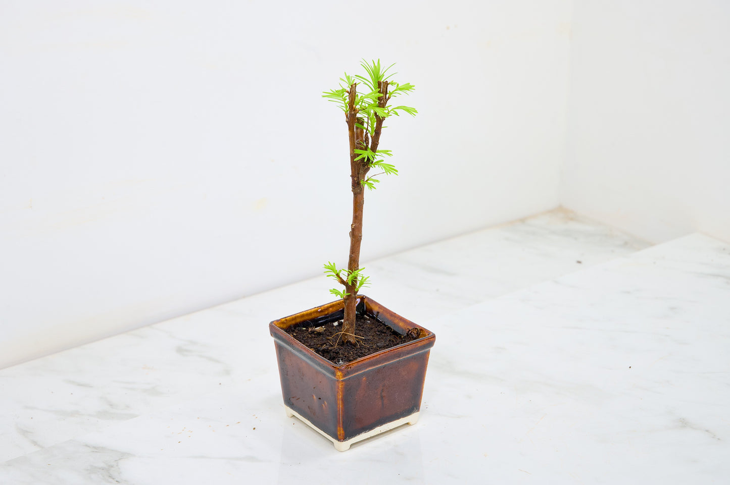 Dawn Redwood Bonsai Starter Tree