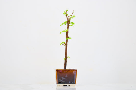 Dawn Redwood Bonsai Starter Tree