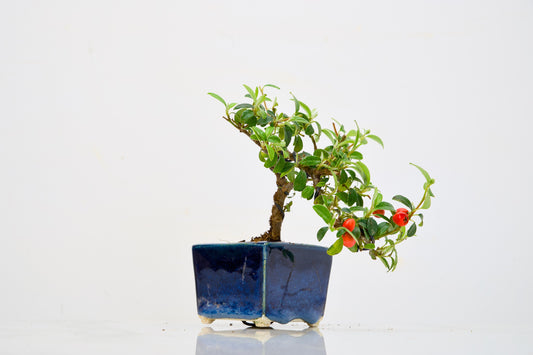 Cotoneaster Bonsai Tree