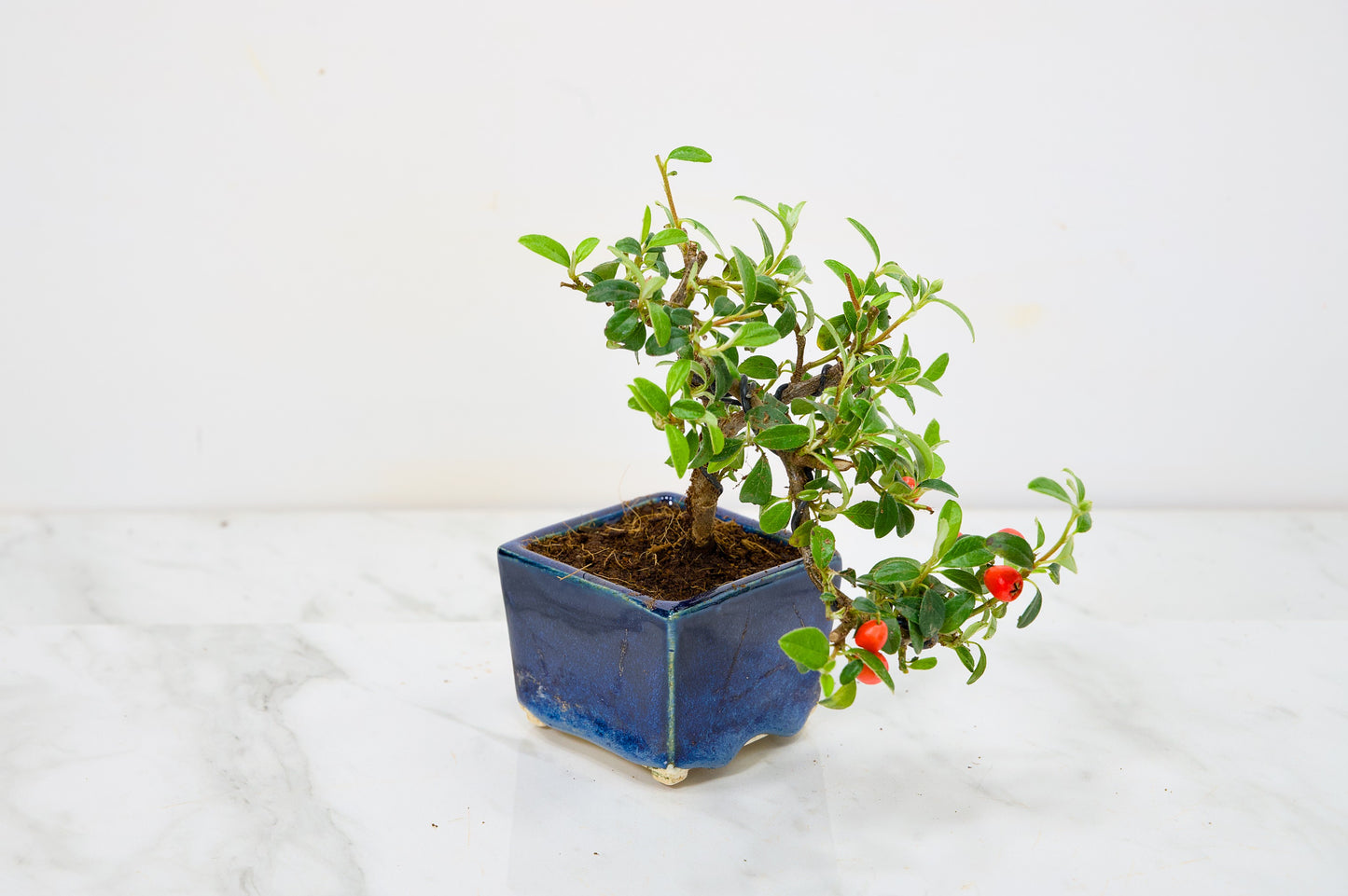 Cotoneaster Bonsai Tree