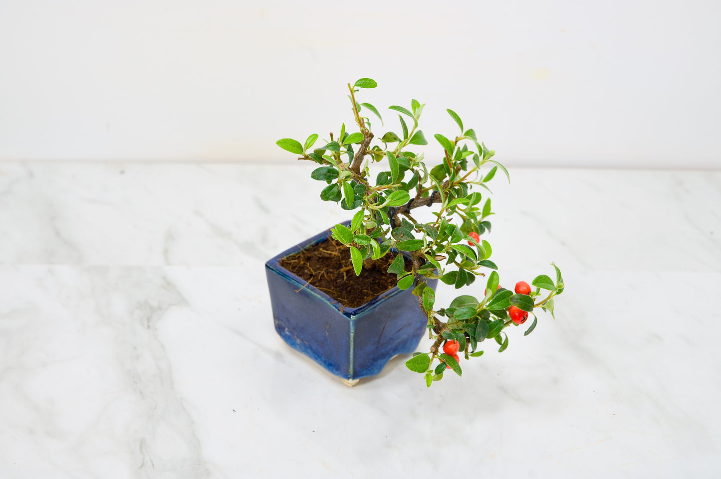 Cotoneaster Bonsai Tree