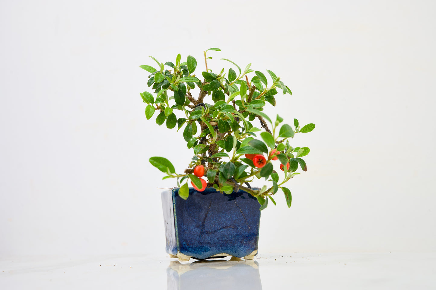 Cotoneaster Bonsai Tree