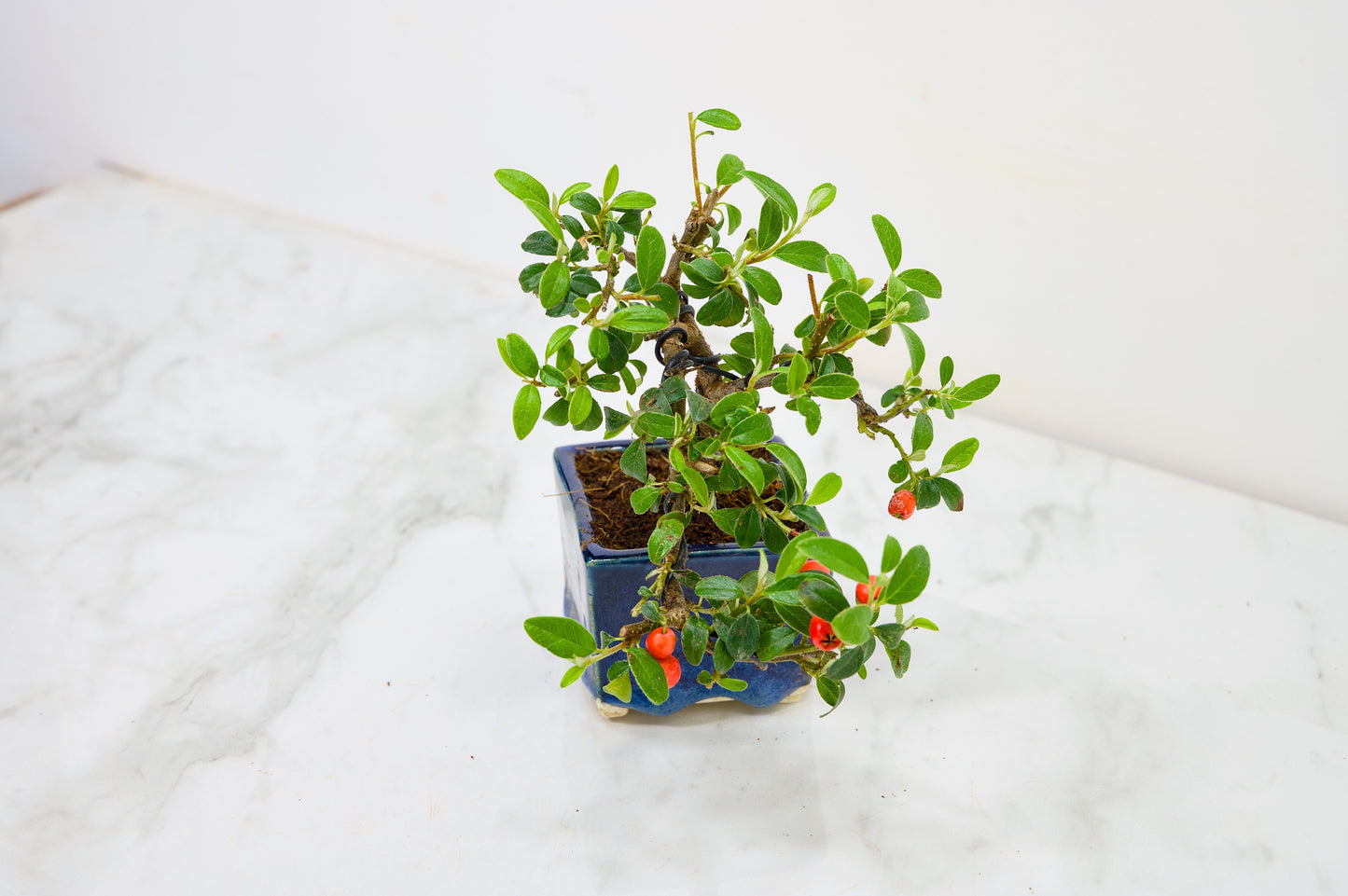 Cotoneaster Bonsai Tree