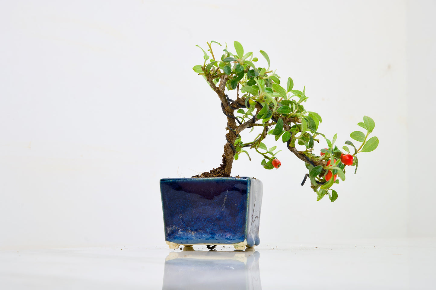 Cotoneaster Bonsai Tree