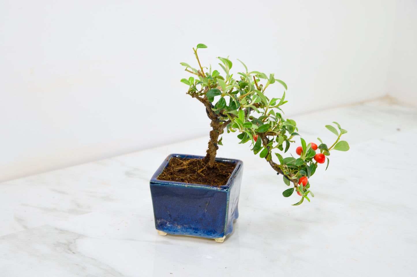 Cotoneaster Bonsai Tree