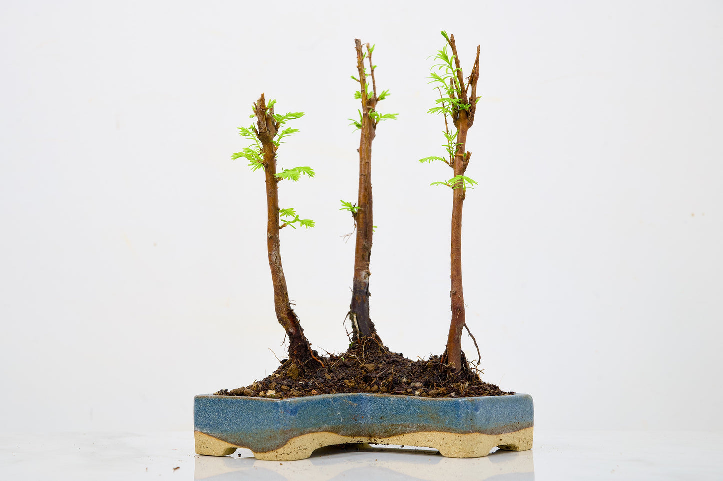 Dawn Redwood Bonsai 3 Tree Group
