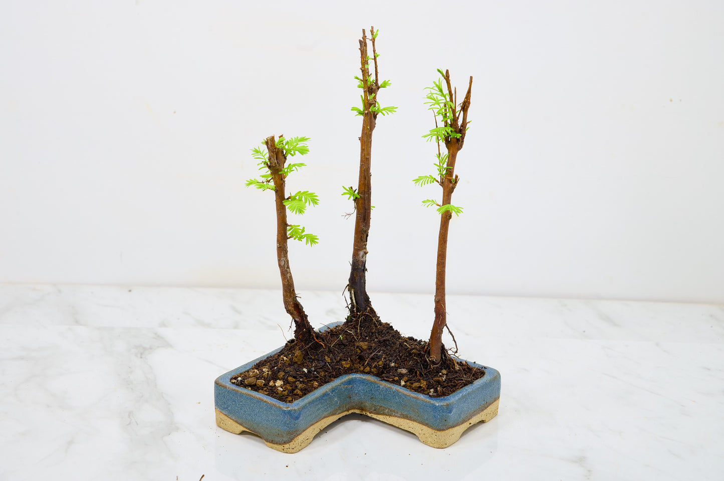 Dawn Redwood Bonsai 3 Tree Group