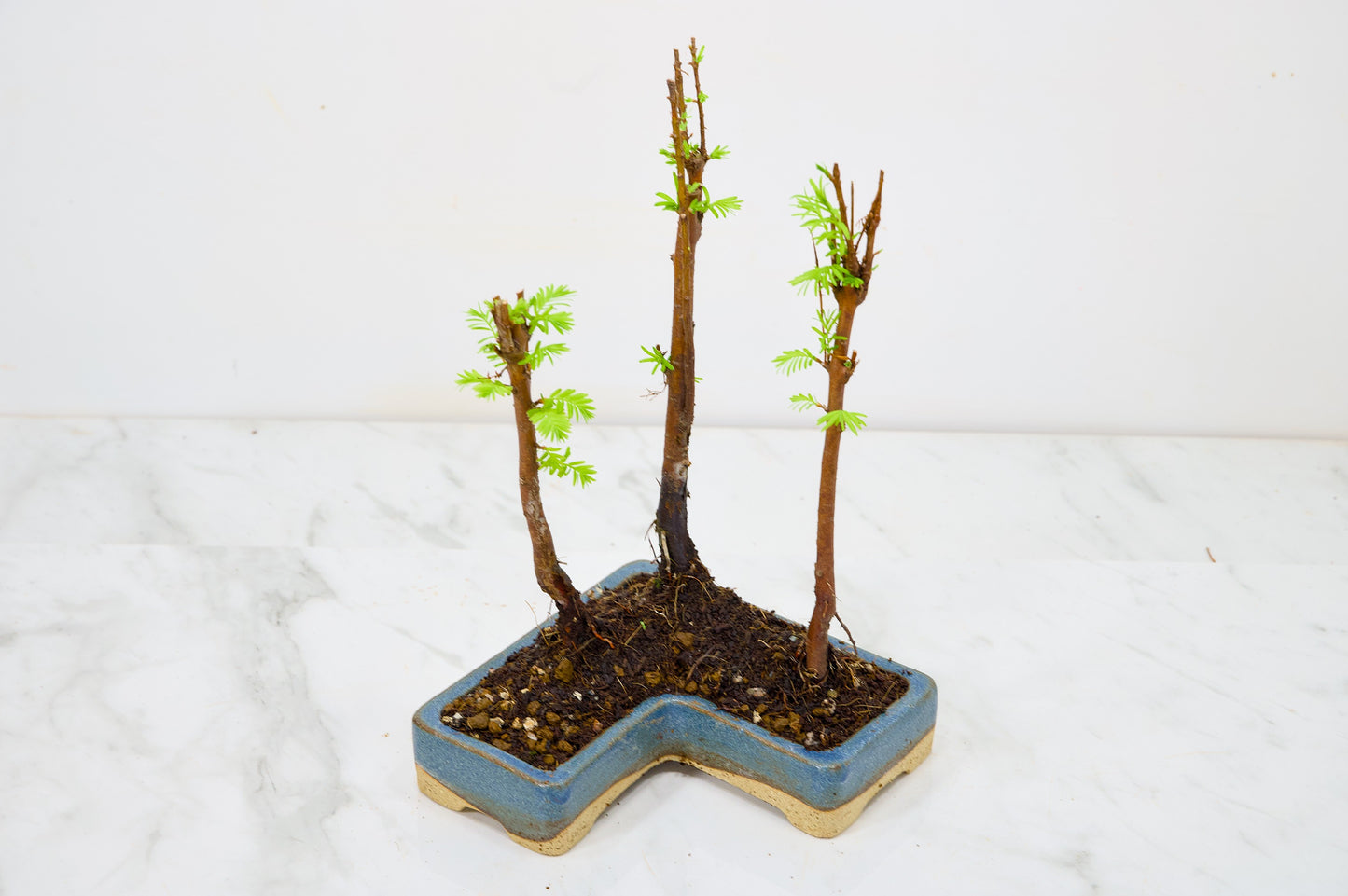 Dawn Redwood Bonsai 3 Tree Group